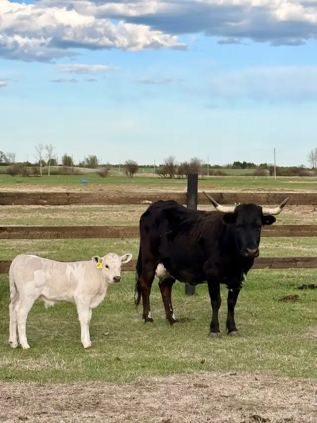 Cow/calf longhorns - Photo 5