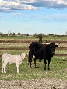Cow/calf longhorns - Photo 5