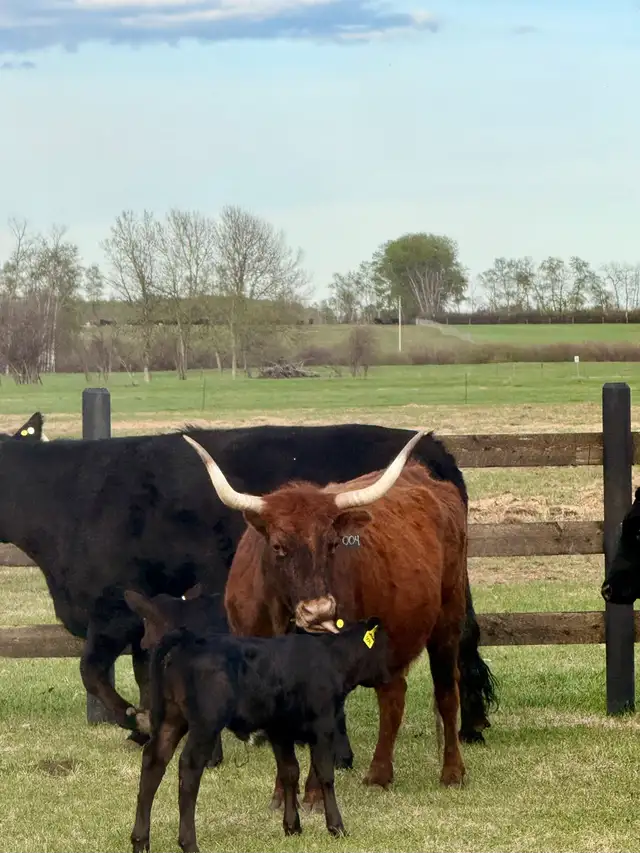 Cow/calf longhorns - Photo 6