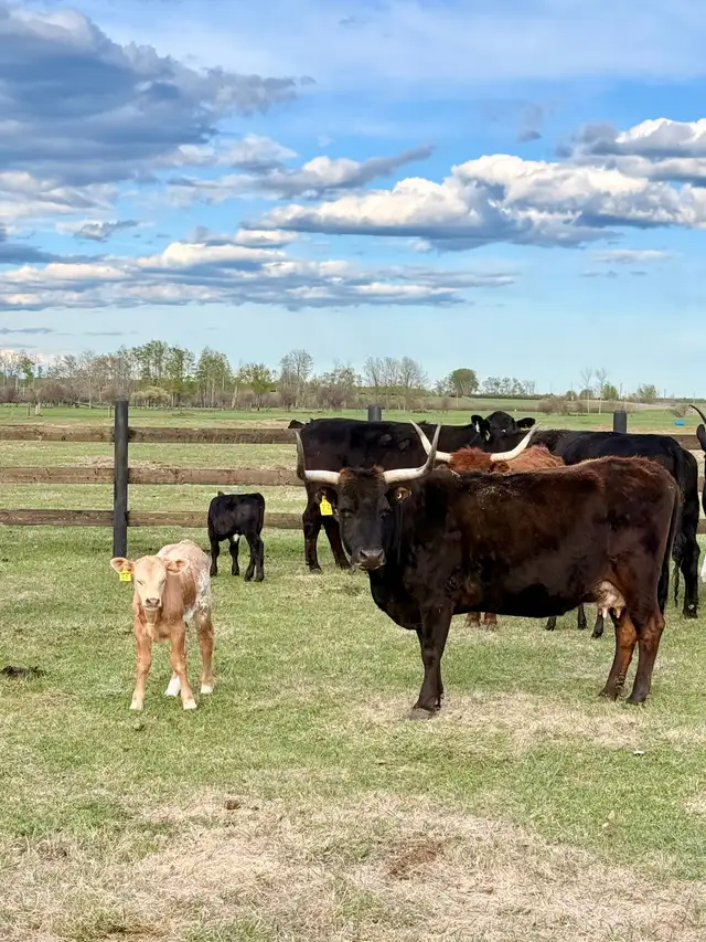 Cow/calf longhorns - Photo 7