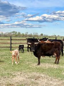 Cow/calf longhorns - Photo 7