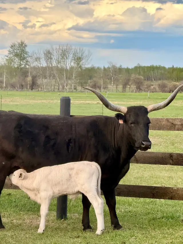 Cow/calf longhorns - Photo 8