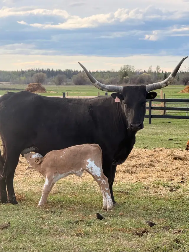 Cow/calf longhorns - Photo 9