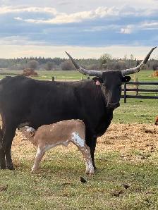 Cow/calf longhorns - Photo 9