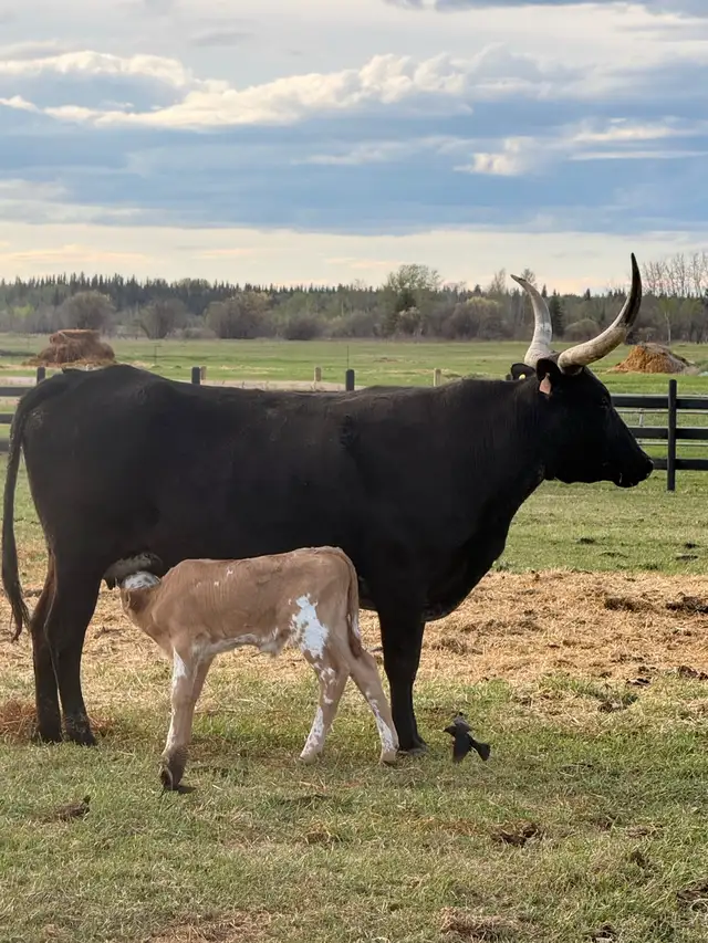Cow/calf longhorns - Photo 10