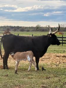 Cow/calf longhorns - Photo 10
