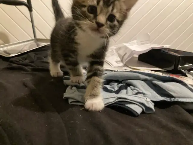 Kittens for adoption, to good home please contact - Photo 3