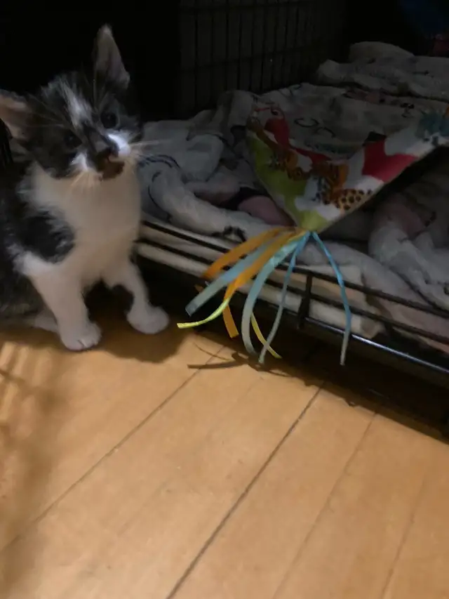 Kittens for adoption, to good home please contact - Photo 4