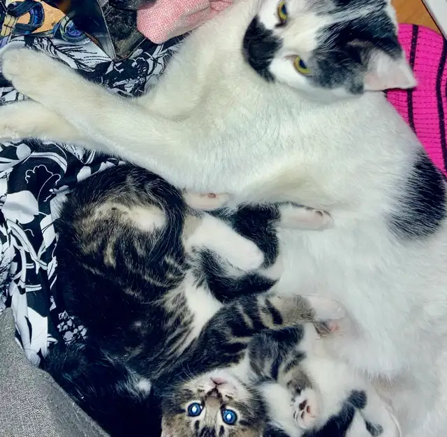 Kittens for adoption, to good home please contact - Photo 5