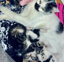 Kittens for adoption, to good home please contact - Photo 5
