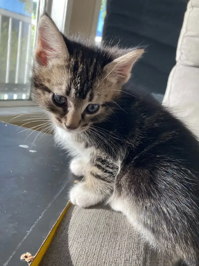 Kittens for adoption, to good home please contact - Photo 6