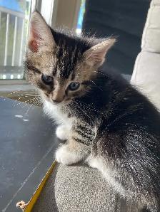 Kittens for adoption, to good home please contact - Photo 6