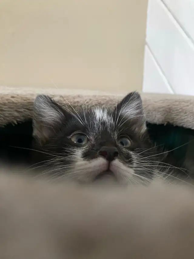 Kittens for adoption, to good home please contact - Photo 8
