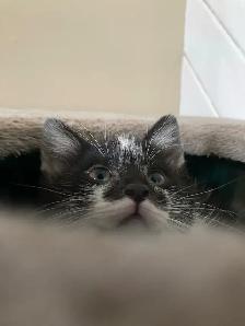 Kittens for adoption, to good home please contact - Photo 8