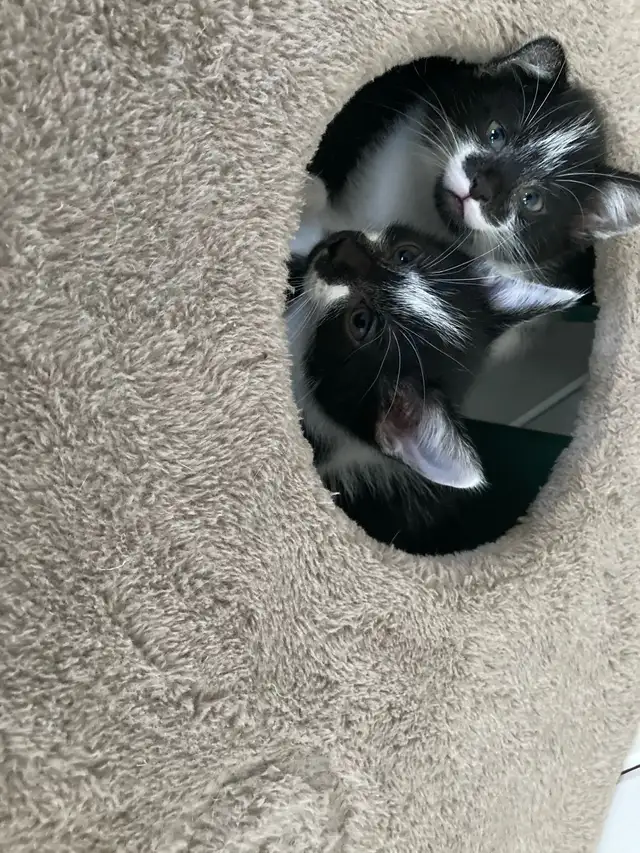 Kittens for adoption, to good home please contact - Photo 9