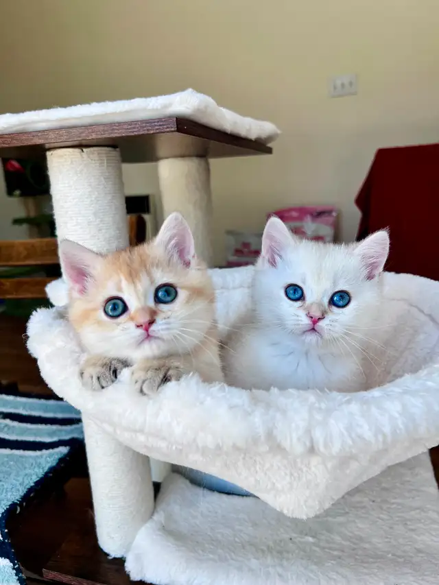 British Golden Chinchilla Kittens with Emerald & Sapphire Eyes - Photo 2