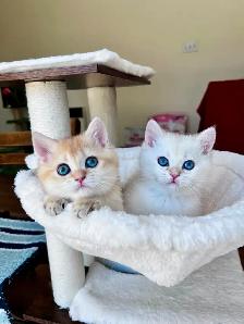 British Golden Chinchilla Kittens with Emerald & Sapphire Eyes - Photo 2