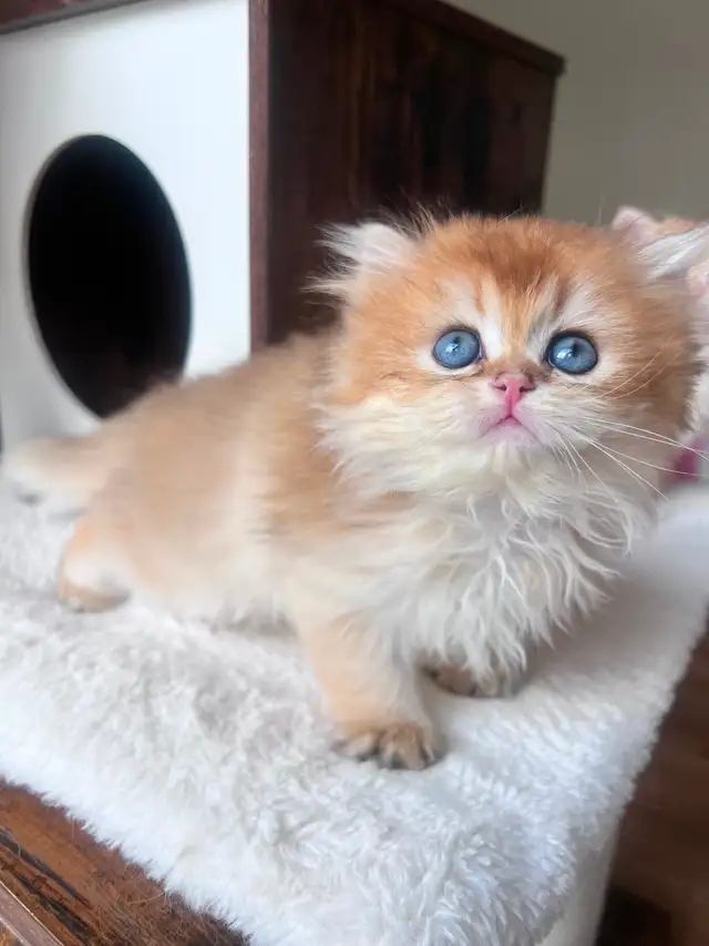 British Golden Chinchilla Kittens with Emerald & Sapphire Eyes - Photo 5