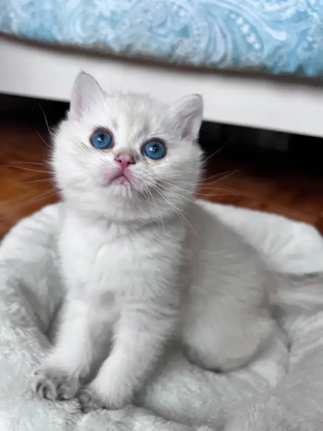 British Golden Chinchilla Kittens with Emerald & Sapphire Eyes - Photo 6