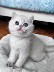 British Golden Chinchilla Kittens with Emerald & Sapphire Eyes - Photo 6