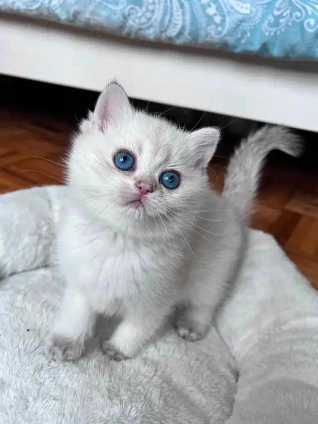 British Golden Chinchilla Kittens with Emerald & Sapphire Eyes - Photo 7