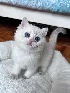 British Golden Chinchilla Kittens with Emerald & Sapphire Eyes - Photo 7