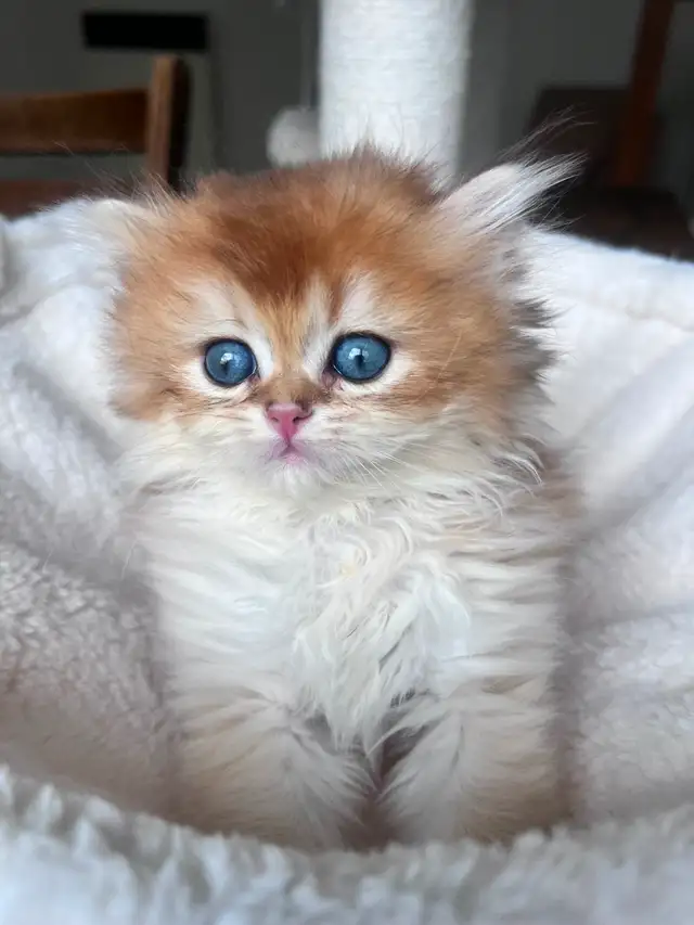 British Golden Chinchilla Kittens with Emerald & Sapphire Eyes - Photo 9