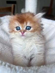 British Golden Chinchilla Kittens with Emerald & Sapphire Eyes - Photo 9