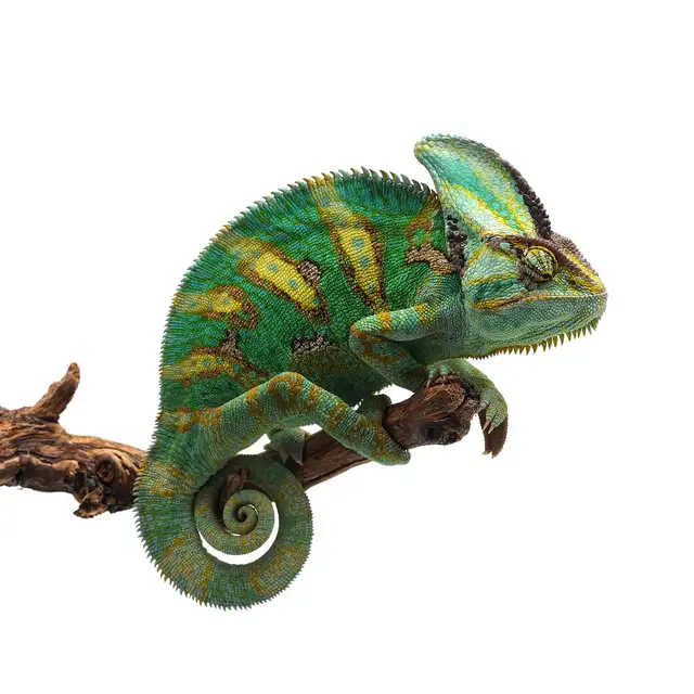 ISO Chameleon