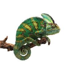 ISO Chameleon