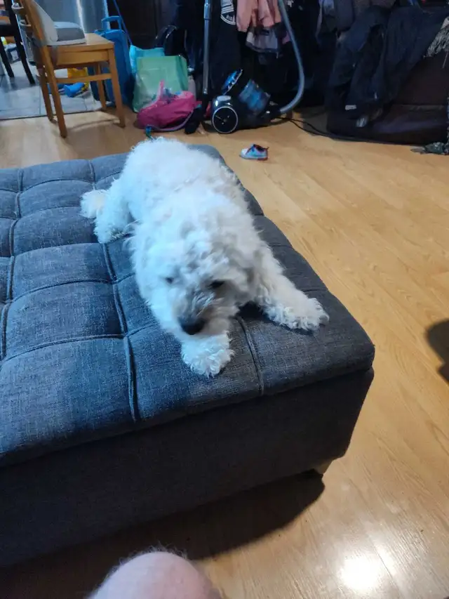 iso male maltipoo stud