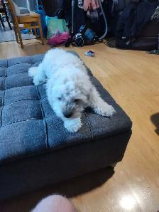 iso male maltipoo stud