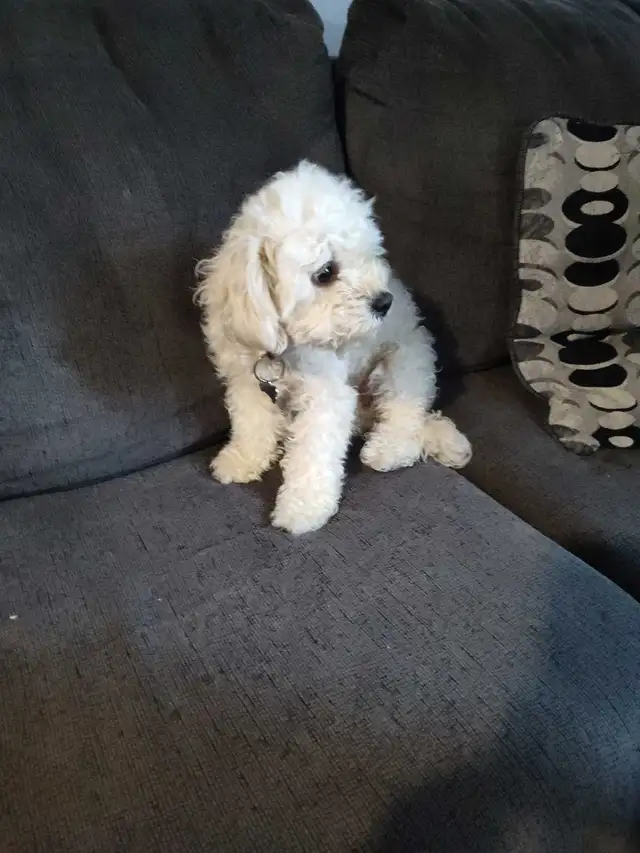 iso male maltipoo stud - Photo 2