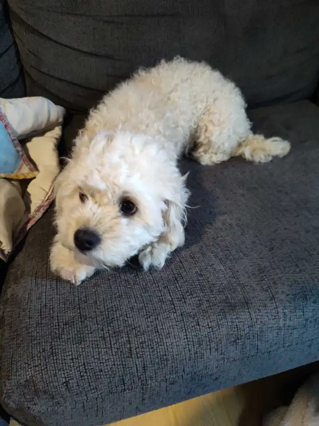 iso male maltipoo stud - Photo 3