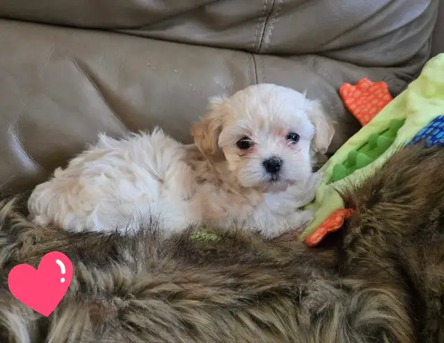Maltipoo a vendre