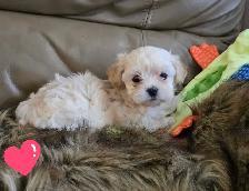 Maltipoo a vendre