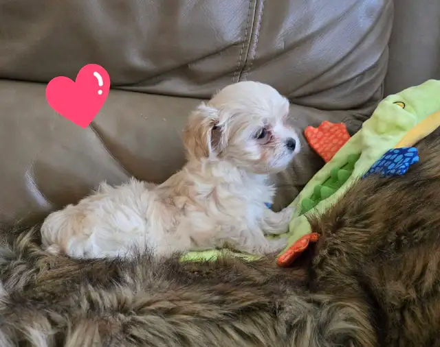 Maltipoo a vendre - Photo 2