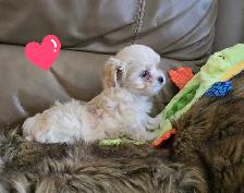 Maltipoo a vendre - Photo 2