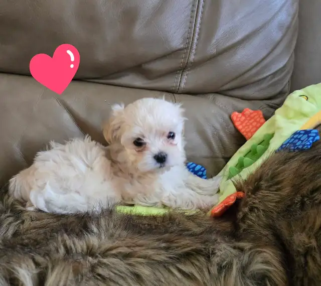 Maltipoo a vendre - Photo 3