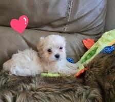 Maltipoo a vendre - Photo 3