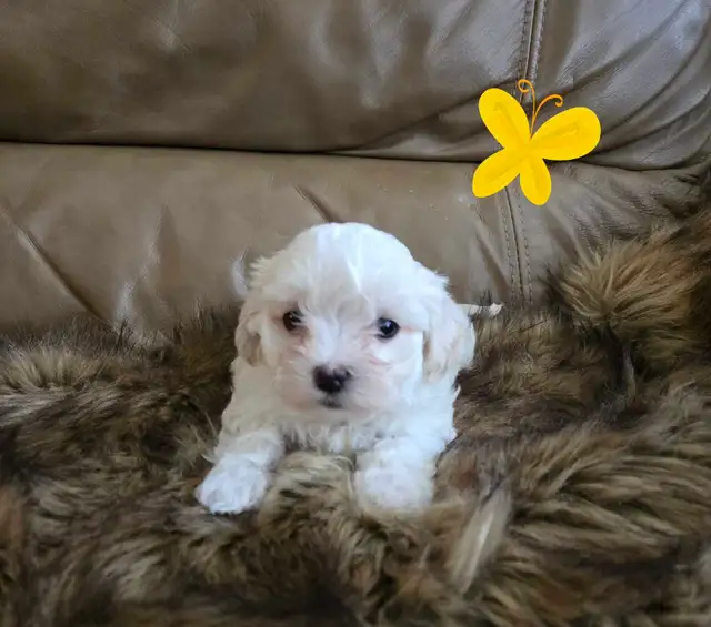 Maltipoo a vendre - Photo 4