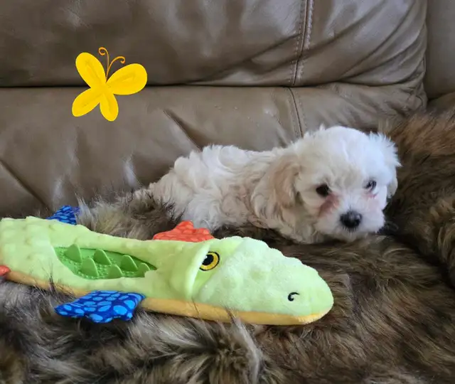 Maltipoo a vendre - Photo 5