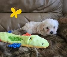 Maltipoo a vendre - Photo 5