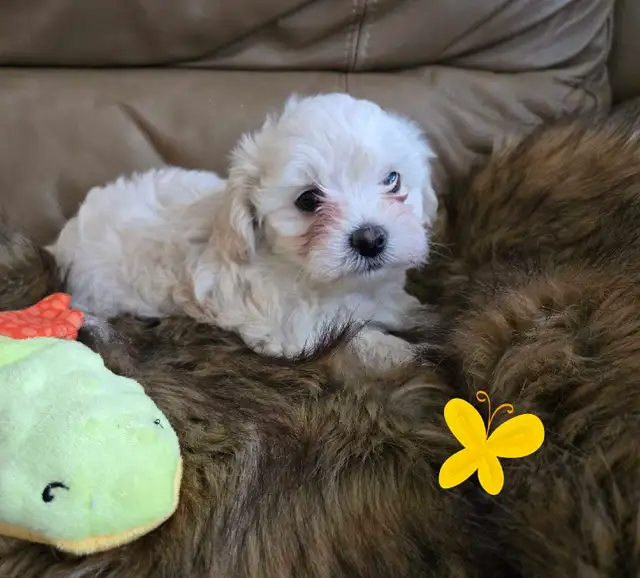 Maltipoo a vendre - Photo 6