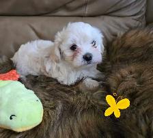 Maltipoo a vendre - Photo 6