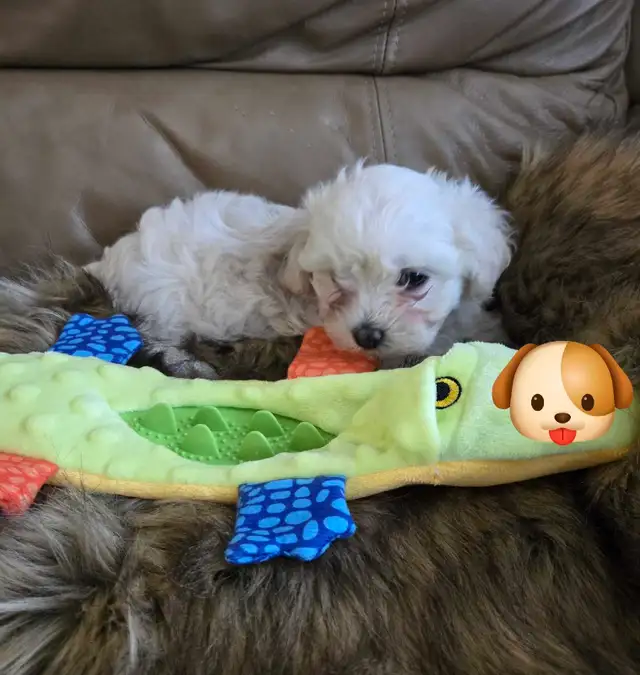 Maltipoo a vendre - Photo 7