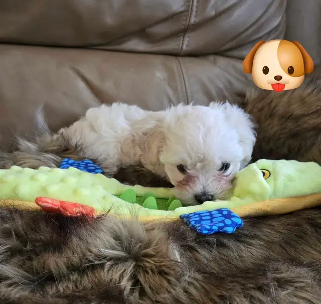 Maltipoo a vendre - Photo 8
