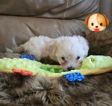Maltipoo a vendre - Photo 8