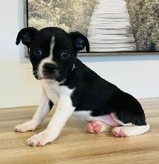 Adorable Boston Terrier X Jack Russell Puppies!
