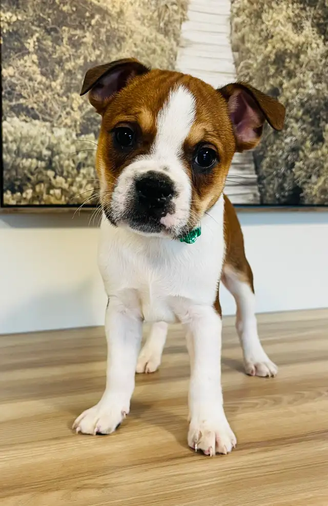 Adorable Boston Terrier X Jack Russell Puppies! - Photo 2